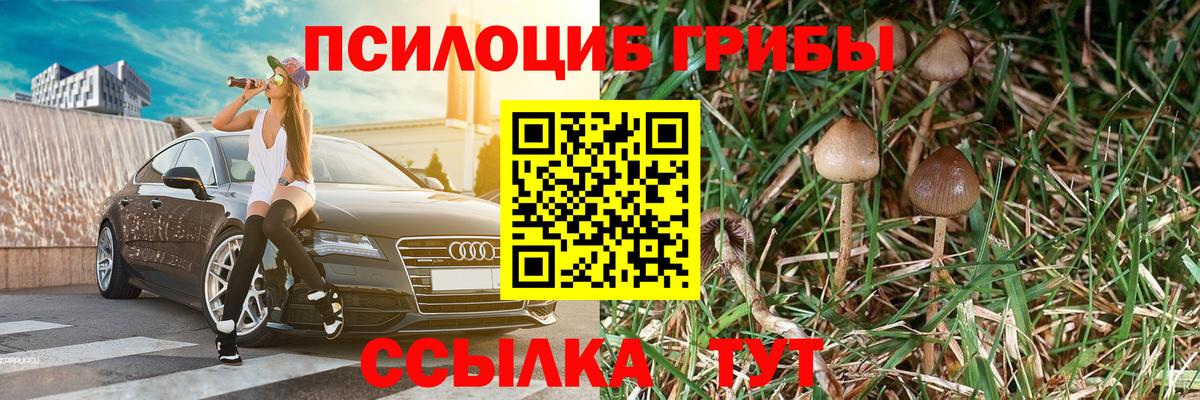 Псилоцибиновые грибы Psilocybe Миллерово